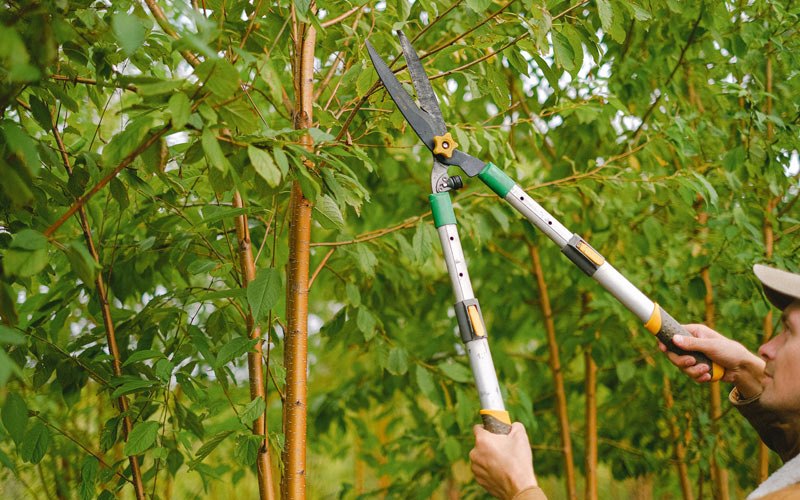Tree trimming in Amana, IA