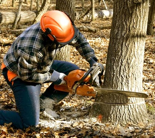 Tree Removal in Amana, IA